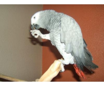 Bebe Perroquet Gris Du Gabon A Donner