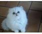 Don d\'un Chaton de race Persan Chinchilla