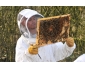 stage d'initiation à l'apiculture