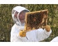 stage d\'initiation à l\'apiculture