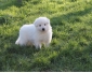 Chiot type berger blanc suisse à vendre