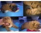 Magnifiques chiots Dogue de Bordeaux