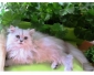 Adorable chaton de type persan chinchilla à vendre