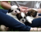 Petites Boule shih tzu à donner