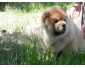 A donner Adorable Chiot Chow Chow Blancs