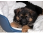 Magnifique chiot berger allemand LOF