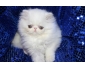Je donne chaton persan Chinchilla lof‏