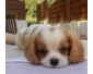 Adorable cavalier King Charles à donner