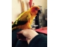 Conure Soleil Apprivoisé 1 An