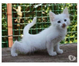 A donner tr�s belle jolie b�b� chaton blanche . 2