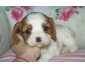 Lys Bébé cavalier King Charles à donner