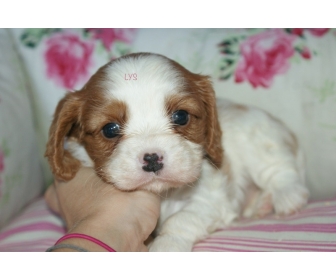 Video chat donne Video chat donne