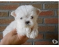 chiot BICHON MALTAIS non LOF