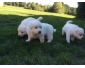 3 Magnifiques Chiots Berger Blanc Suisse L.O.F