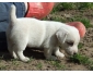 Petite princesse femelle type Jack Russel (2 mois)