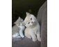 Chatons British Shorthair