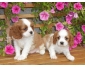 Superbes cavalier king charles