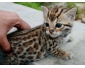 Recherche chatons bengal a donner