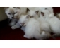 Chatons Sacre de Birmanie