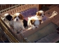 Chiots Cavalier King Charles