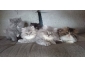 Magnifiques chatons persans cherchent leurs familles