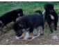 chiots mâle et femelle berger allemand