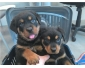 J\'offre Chiots Rottweiler pour adoption