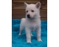 Lucia Chiot Berger Blanc Suisse cherche une nouvelle famille