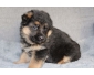 Superbes chiots berger allemand LOF