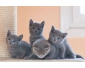 Adorables chatons Chartreux