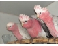 Donne en urgence couple de perroquet Cacatoes Rosalbin