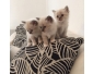 Trois chatons Sacre de birmanie