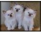 Chatons de type sacre de birmanie - male+ femelle