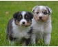 Chiots Berger Australien