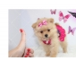 Chiots spitz NAINS POMERANIENS