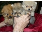 A RESERVER : 5 chiots spitz NAINS POMERANIENS