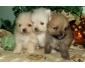 Chiots spitz Allemand Nain