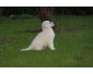 Louisa Jeune femelle Berger Blanc Suisse LOF