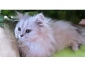 chaton de type Persan chinchilla Femelle