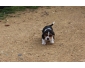 Magnifique chiot type beagle femelle