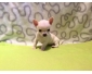 Don Chiot chihuahua blanc-beige