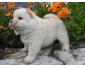 Chow chow femelle blanche