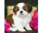 Chiots Shih Tzu pour Mini toy