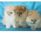 A réserver chiots Spitz