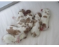 Adorables Chiots Cavaliers King Charles