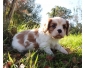 Emilie  Bébé Cavalier King Charles Spaniel à donner