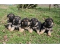 Chiots Berger Allemand