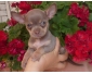 Chihuahua chocolat LOF mini et standard