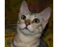4 chatons Bengals disponibles de suite.