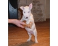 Chiots bull terrier inscrit